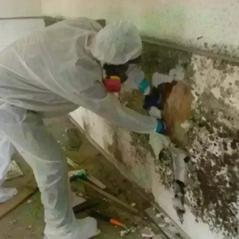 Mold Remediation and Removal in Caldwell, TX